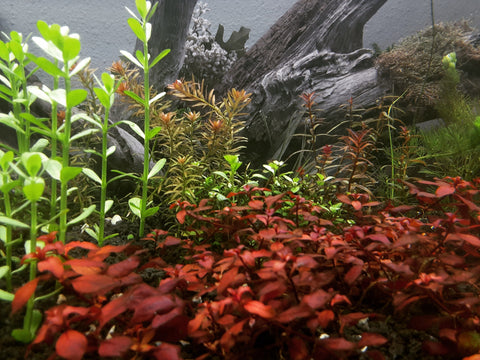 BUY 2 GET 1 FREE Bacopa monnieri (Moneywort)