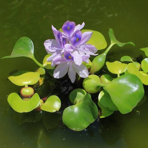 BUY 2 GET 1 FREE Water Hyacinth (Pontederia crassipes)-SQ9856181
