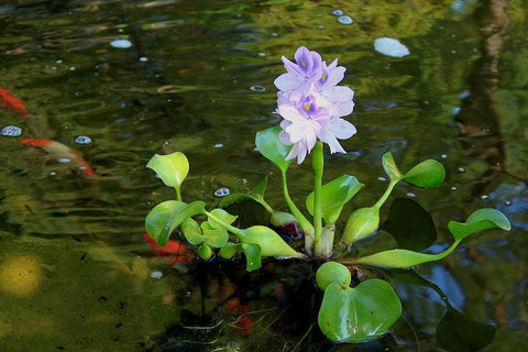 BUY 2 GET 1 FREE Water Hyacinth (Pontederia crassipes)-SQ9856181