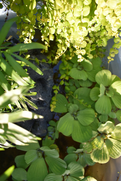 BUY 2 GET 1 FREE 3 Floating Plants-Pack of 3 Species