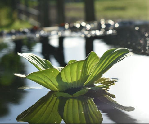 BUY 2 GET 1 FREE 3 Floating Plants-Pack of 3 Species