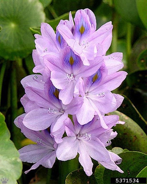 BUY 2 GET 1 FREE Water Hyacinth (Pontederia crassipes)-SQ9856181