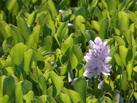 BUY 2 GET 1 FREE Water Hyacinth (Pontederia crassipes)-SQ9856181