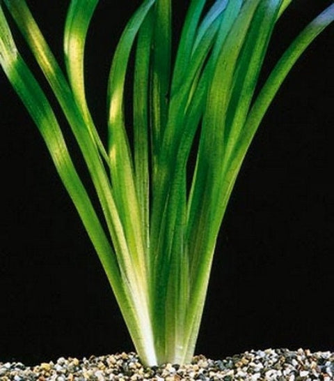 BUY 2 GET 1 FREE Jungle Val (Vallisneria Americana)