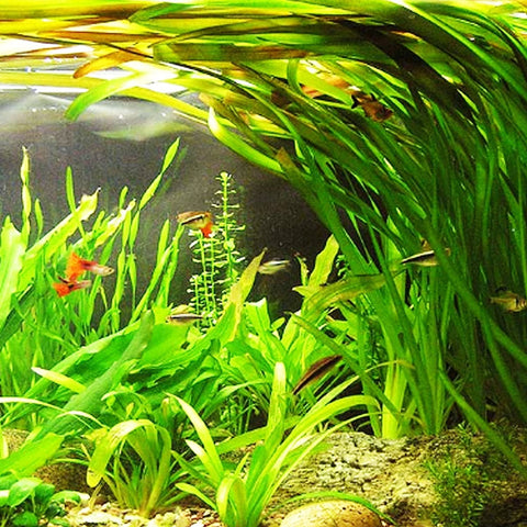 BUY 2 GET 1 FREE Jungle Val (Vallisneria Americana)