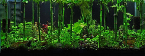 dracaena sanderiana aquarium 6 Inch Lucky Bamboo (Dracaena sanderiana) – Florida Aquascaping