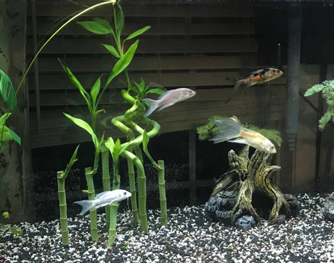 lucky bamboo aquaponics 6 Inch Lucky Bamboo (Dracaena sanderiana) – Florida Aquascaping