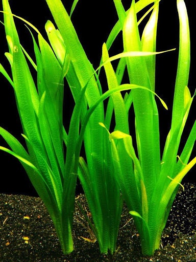 BUY 2 GET 1 FREE Jungle Val (Vallisneria Americana)