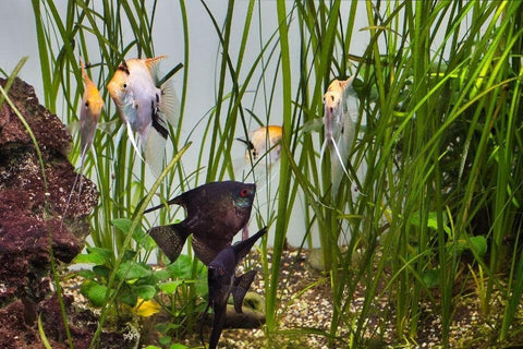 BUY 2 GET 1 FREE Jungle Val (Vallisneria Americana)