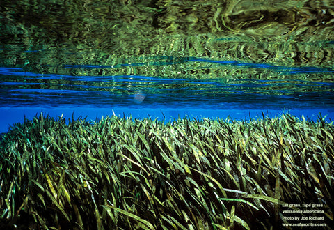 BUY 2 GET 1 FREE Jungle Val (Vallisneria Americana)