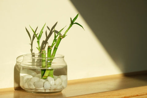 lucky bamboo plants near me 6 Inch Lucky Bamboo (Dracaena sanderiana) – Florida Aquascaping