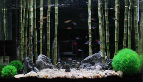 lucky bamboo plant in fish tank 6 Inch Lucky Bamboo (Dracaena sanderiana) – Florida Aquascaping