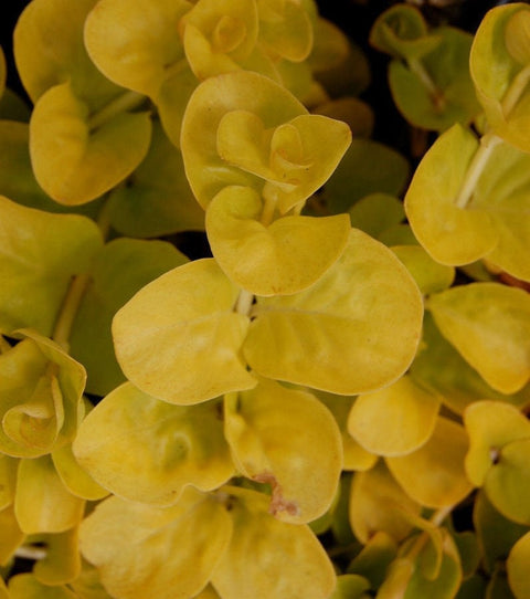 BUY 2 GET 1 FREE Golden Lloydiella-Golden Creeping Jenny (Lysimachia nummularia 'Aurea')