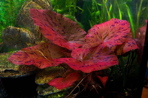 BUY 2 GET 1 FREE Tiger Lotus (Nymphaea zenkeri)-Easy Live Aquarium Pond Aquatic Plant-SQ8542765