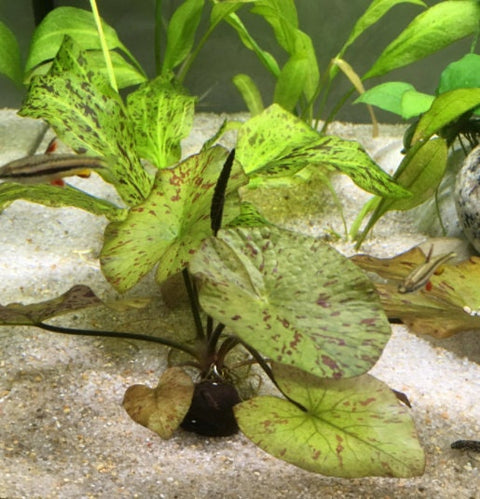 BUY 2 GET 1 FREE Tiger Lotus (Nymphaea zenkeri)-Easy Live Aquarium Pond Aquatic Plant-SQ8542765