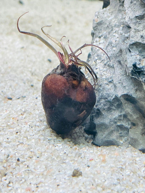 BUY 2 GET 1 FREE Tiger Lotus (Nymphaea zenkeri)-Easy Live Aquarium Pond Aquatic Plant-SQ8542765