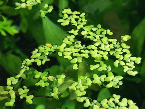 Duckweed (Lemna Minor) Feed Ducks & Fish Food Grown Duckweed (Lemna Minor) Feed Ducks & Fish Food Grown