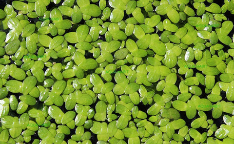 BUY 1 GET 1 FREE (100+!) Duckweed