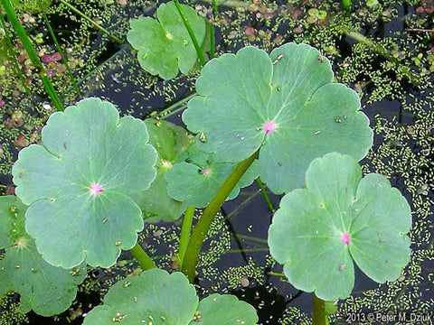 Large Floating Pennywort (Hydrocotyle Ranunculoides)
