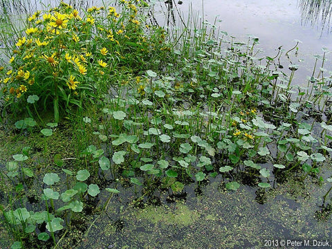 Large Floating Pennywort (Hydrocotyle Ranunculoides)
