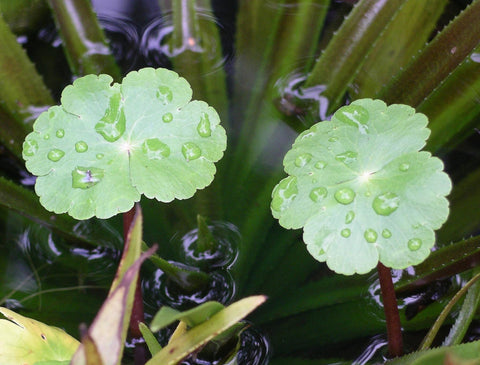 Large Floating Pennywort (Hydrocotyle Ranunculoides)