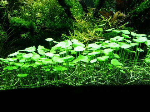 BUY 2 GET 1 FREE Pennywort (Hydrocotyle sp)