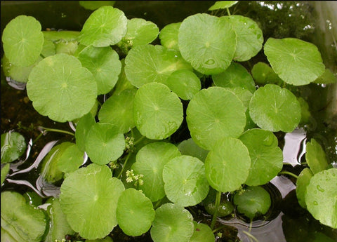 BUY 2 GET 1 FREE Pennywort (Hydrocotyle sp)