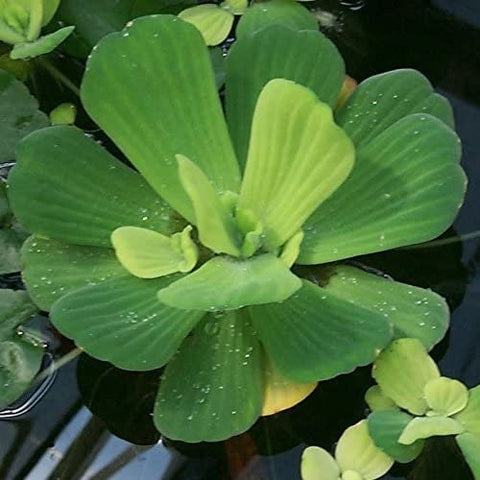 BUY 2 GET 1 FREE Water Lettuce (Pistia Stratiotes)