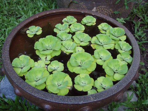 BUY 2 GET 1 FREE Water Lettuce (Pistia Stratiotes)
