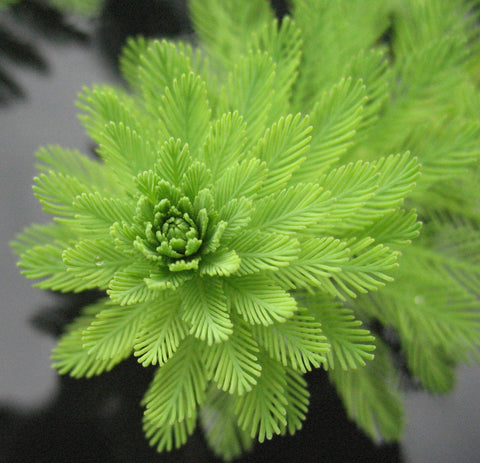 BUY 2 GET 1 FREE Parrot Feather (Myriophyllum aquaticum)