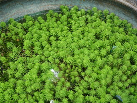 BUY 2 GET 1 FREE Parrot Feather (Myriophyllum aquaticum)