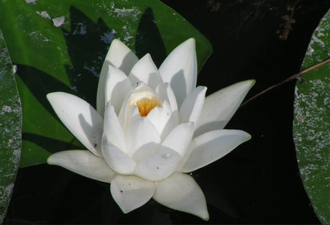 Nymphaea "Alba" Water Lily (Full Grown Plant!)