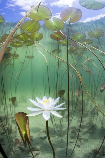 Nymphaea 
