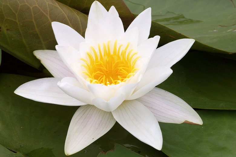 ARABIA エステリ・トムラ ボタニカ \"Nymphaea alba\" Nymphaea 