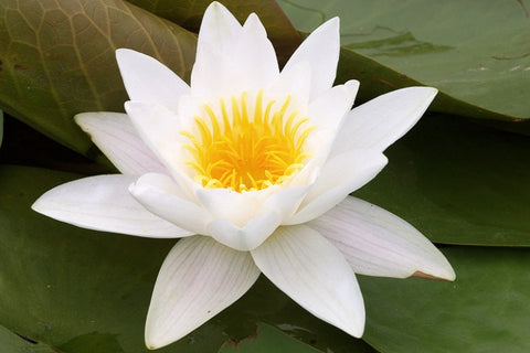 Nymphaea "Alba" Water Lily (Full Grown Plant!)