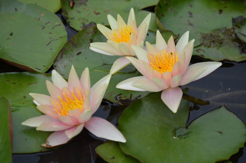 Nymphaea 'Sioux' Water Lily (Full Grown Plant)