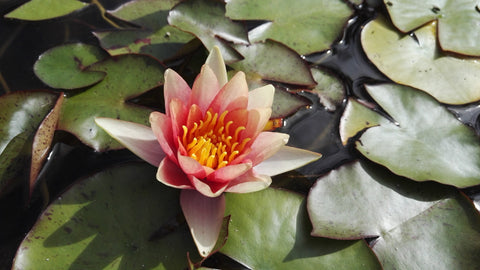 Nymphaea 'Sioux' Water Lily (Full Grown Plant)