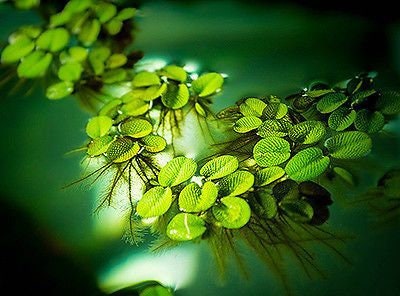 BUY 1 GET 1 FREE (Large 60+!)Floating Water Spangles (Salvinia)-Easy Live Aquarium Pond Aquatic Plant