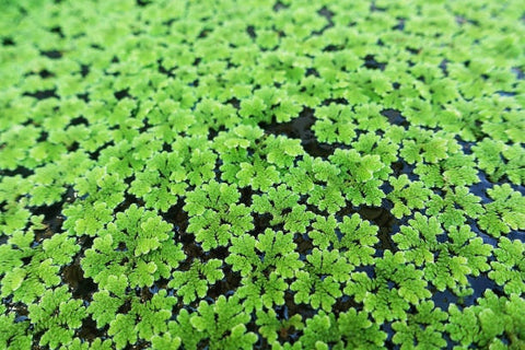 BUY 1 GET 1 FREE (Large Portion!) Azolla Caroliniana (Fairy Moss, Mosquito Fern)-Easy Live Aquarium Pond Aquatic Plant