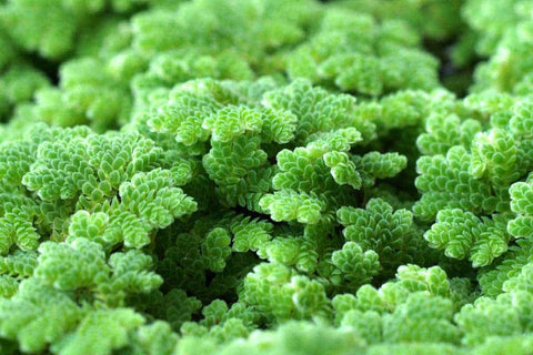 BUY 1 GET 1 FREE (Large Portion!) Azolla Caroliniana (Fairy Moss, Mosquito Fern)-Easy Live Aquarium Pond Aquatic Plant