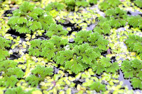 BUY 1 GET 1 FREE (Large Portion!) Azolla Caroliniana (Fairy Moss, Mosquito Fern)-Easy Live Aquarium Pond Aquatic Plant
