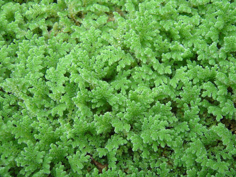 BUY 1 GET 1 FREE (Large Portion!) Azolla Caroliniana (Fairy Moss, Mosquito Fern)-Easy Live Aquarium Pond Aquatic Plant