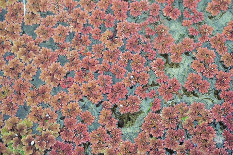 BUY 1 GET 1 FREE (Large Portion!) Azolla Caroliniana (Fairy Moss, Mosquito Fern)-Easy Live Aquarium Pond Aquatic Plant