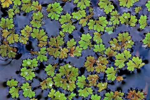 BUY 1 GET 1 FREE (Large Portion!) Azolla Caroliniana (Fairy Moss, Mosquito Fern)-Easy Live Aquarium Pond Aquatic Plant