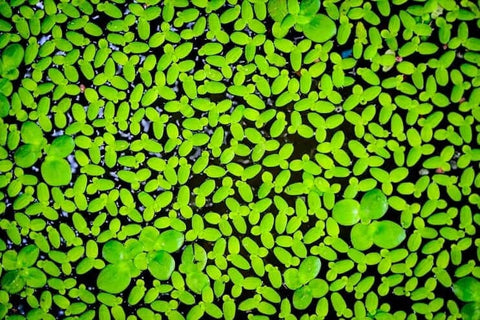 BUY 1 GET 1 FREE (100+!) Duckweed