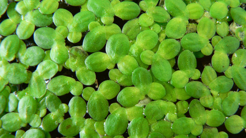 BUY 1 GET 1 FREE (100+!) Duckweed