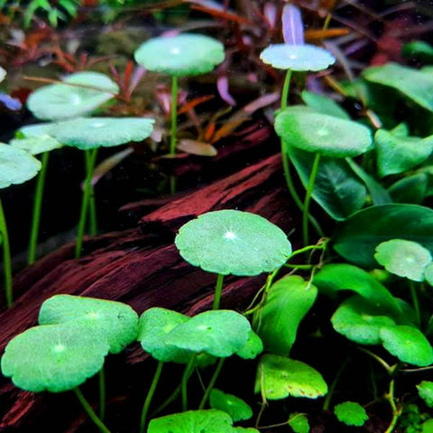 BUY 2 GET 1 FREE Pennywort (Hydrocotyle sp)
