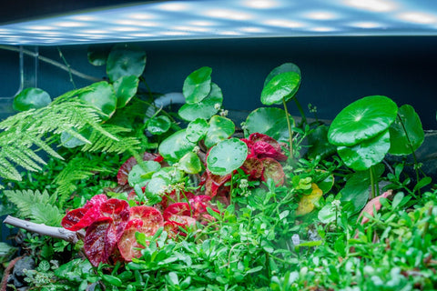 BUY 2 GET 1 FREE Pennywort (Hydrocotyle sp)