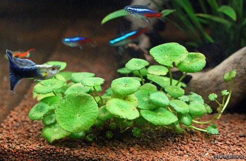 BUY 2 GET 1 FREE Pennywort (Hydrocotyle sp)