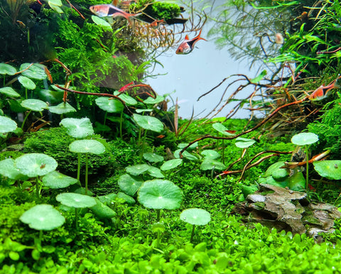 BUY 2 GET 1 FREE Pennywort (Hydrocotyle sp)